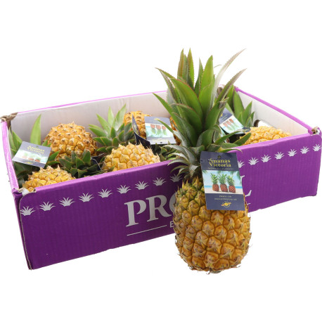 ANANAS VICTORIA 7PCS